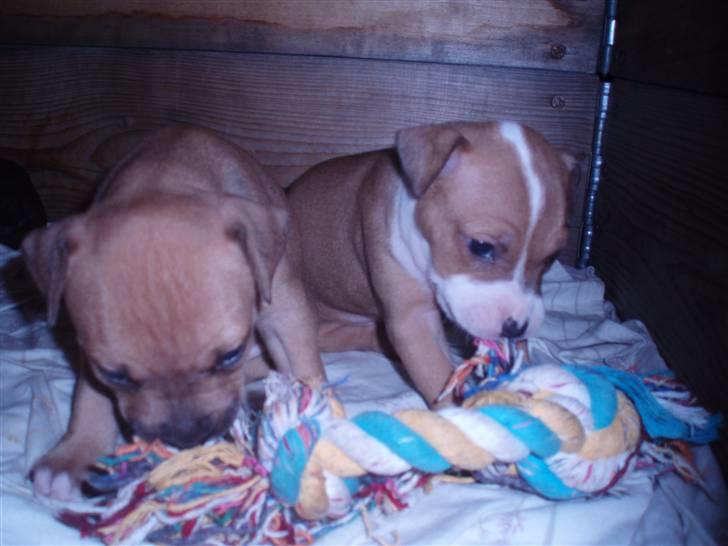 Amerikansk staffordshire terrier Molly - Molly til højre og hendes bror til venstre billede 19