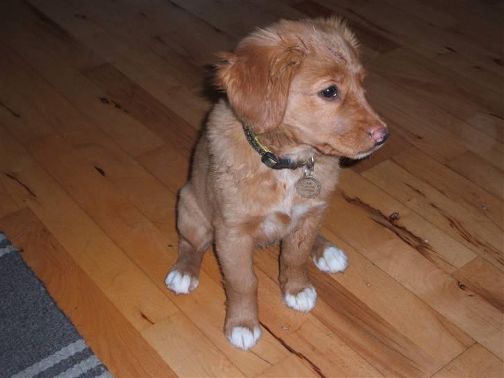 Nova scotia duck tolling retriever Gaia R.I.P 11.11.11 - Gaia billede 4