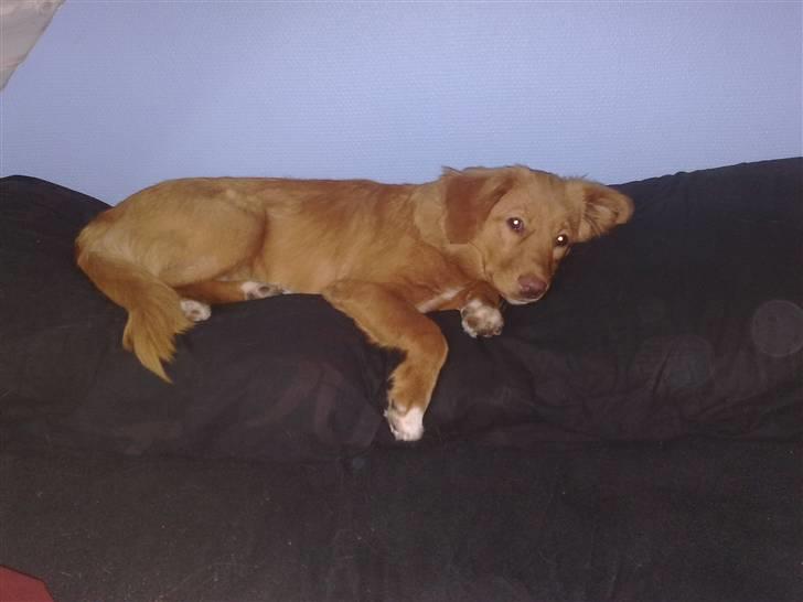 Nova scotia duck tolling retriever Gaia R.I.P 11.11.11 - Hmm  Far jeg har bare lånt puden.. men man ligger da godt her.. billede 5