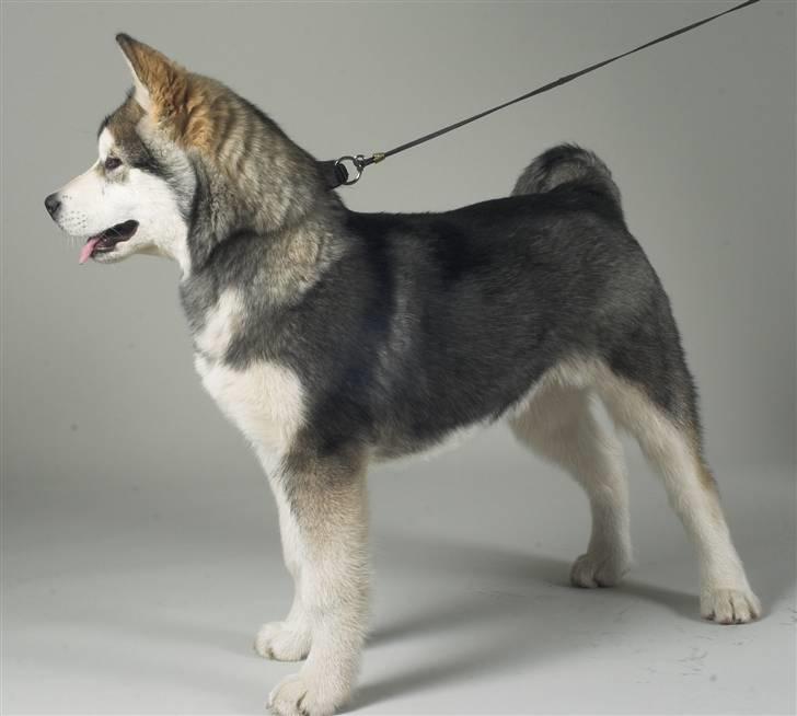 Alaskan malamute Cody - Cody den 1/12-07.... 5 måneder  billede 1