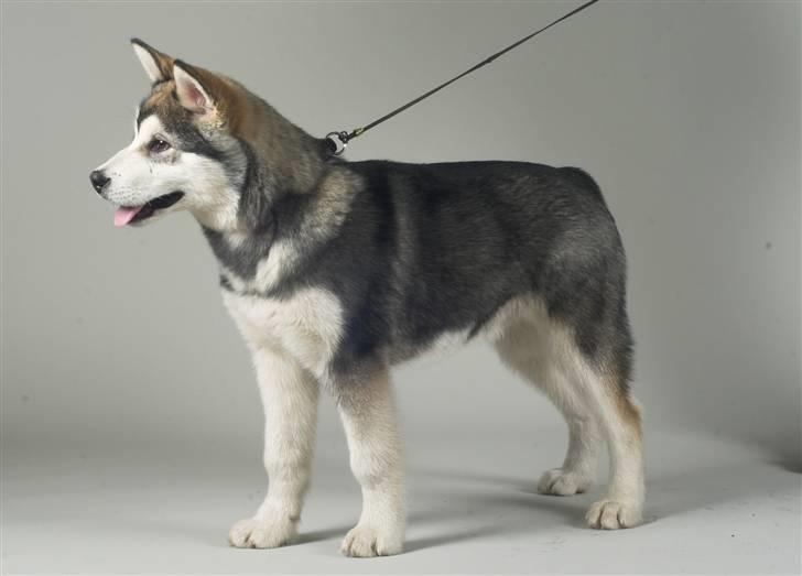 Alaskan malamute Cody - Smukke Cody... billede 2