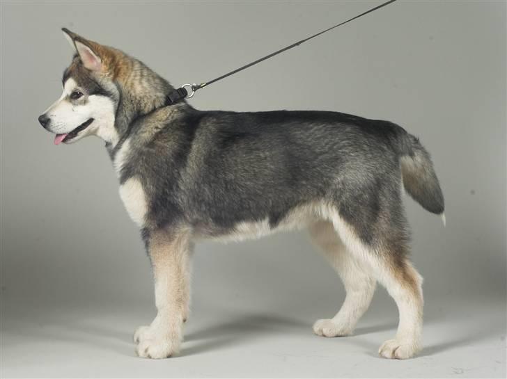 Alaskan malamute Cody - Cody`s første Udstilling... billede 3