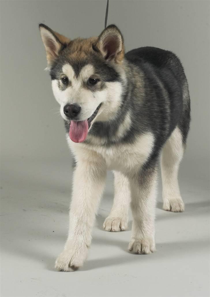 Alaskan malamute Cody - Cody den 1/12-07.. billede 4