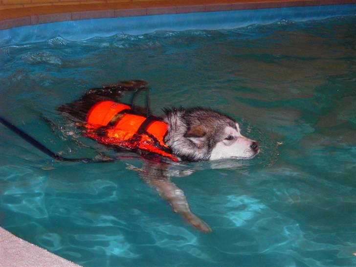 Alaskan malamute Cody - 5 gang Cody var til hundesvømning, nu er det uden snor og vest, han hopper glad i vandet. billede 5