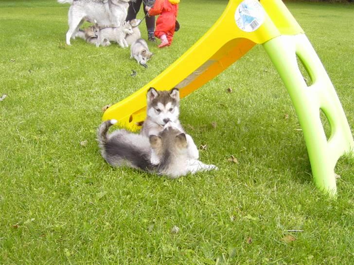 Alaskan malamute Cody - 8 uger.. billede 6