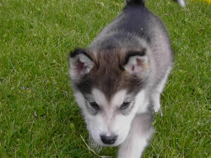 Alaskan malamute Cody - 8 uger.. billede 7