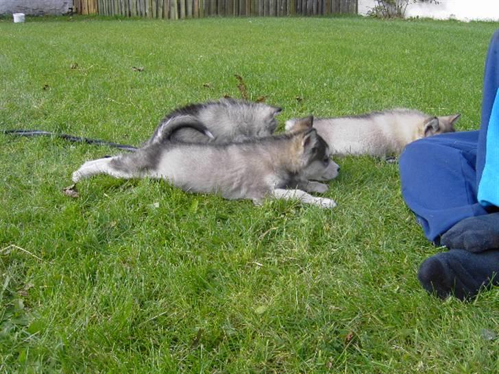 Alaskan malamute Cody - 8 uger billede 8