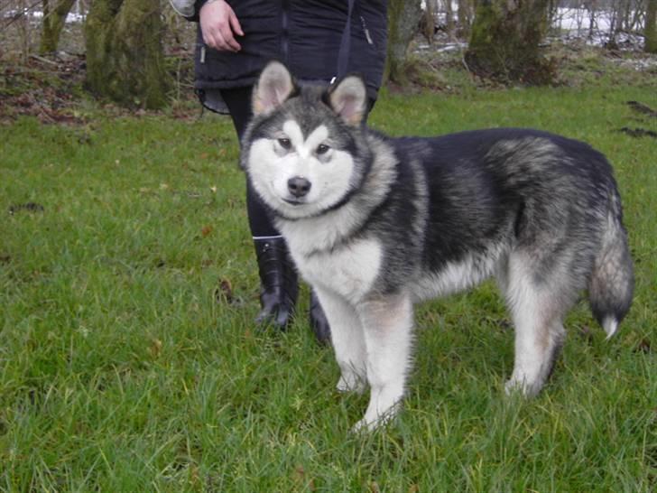 Alaskan malamute Cody - 7 måneder. billede 9