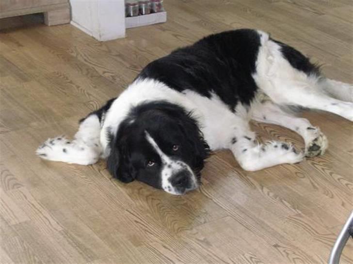 Blanding af racer Viktor (Ikke opdateret) billede 11