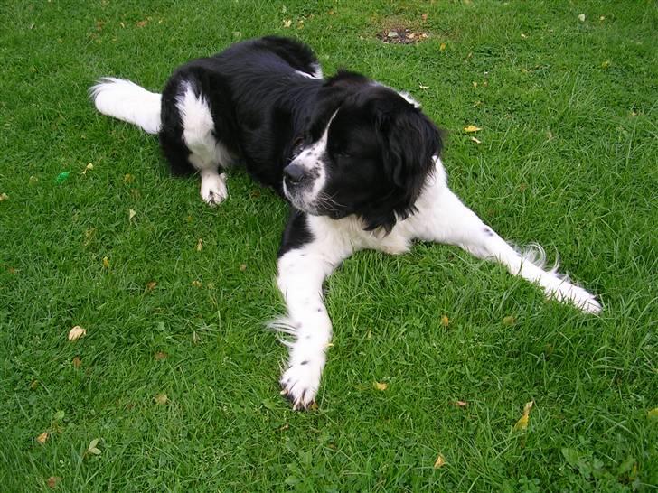 Blanding af racer Viktor (Ikke opdateret) billede 12