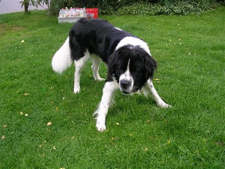 Blanding af racer Viktor (Ikke opdateret) billede 13