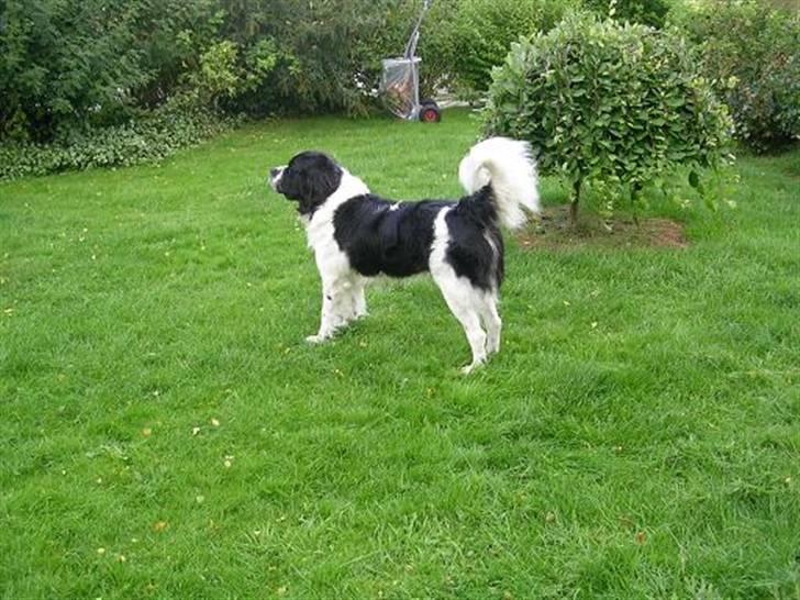 Blanding af racer Viktor (Ikke opdateret) billede 14