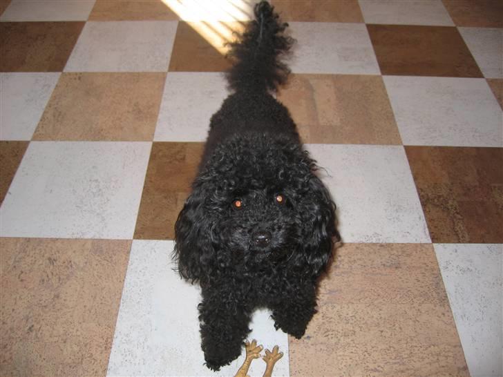 Toypuddel Gizmo - Hej,  er jeg ikke bare dejlig (:  billede 12