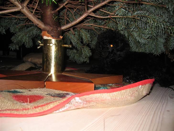 Toypuddel Gizmo - Her leger jeg julegave .. Haha (:  billede 13