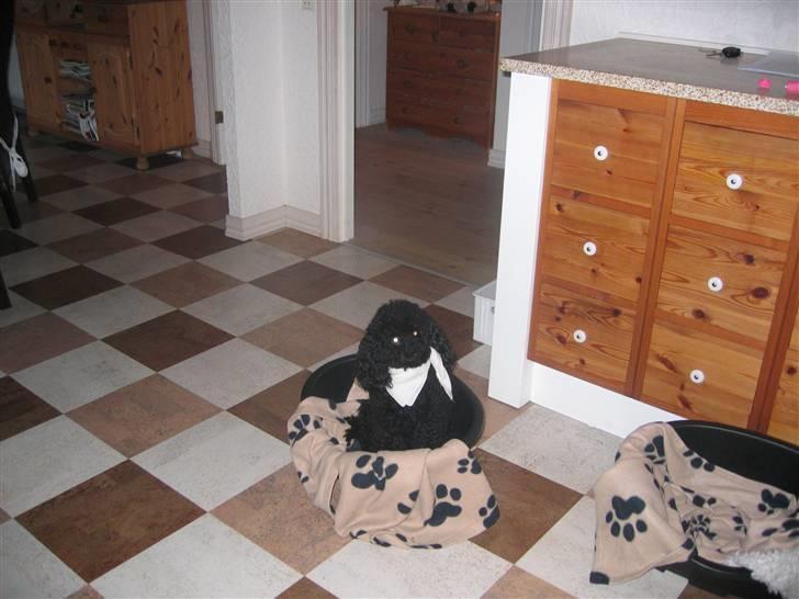 Toypuddel Gizmo - Hvordan ser jeg ud?  billede 14