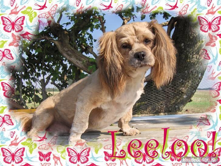 Lhasa apso Lhasa fabricius Leeloo billede 11
