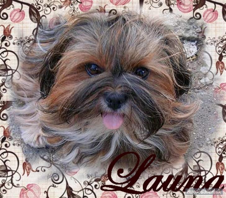 Lhasa apso  LAUNA  billede 17