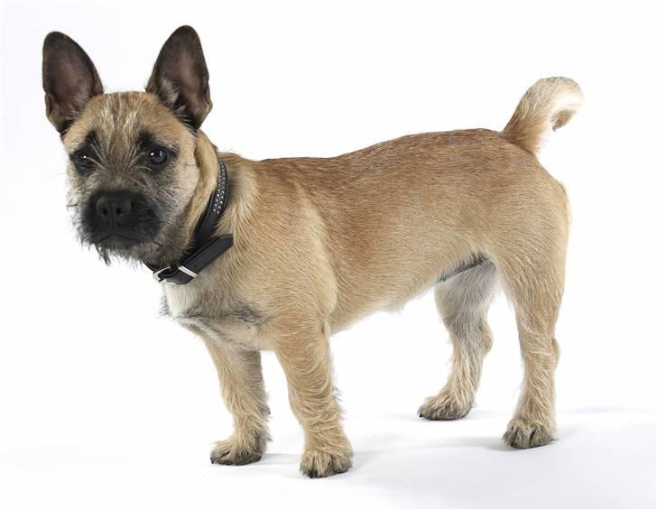 Blanding af racer Bella *FranskbullTerrier* - Bella med i studiet billede 17