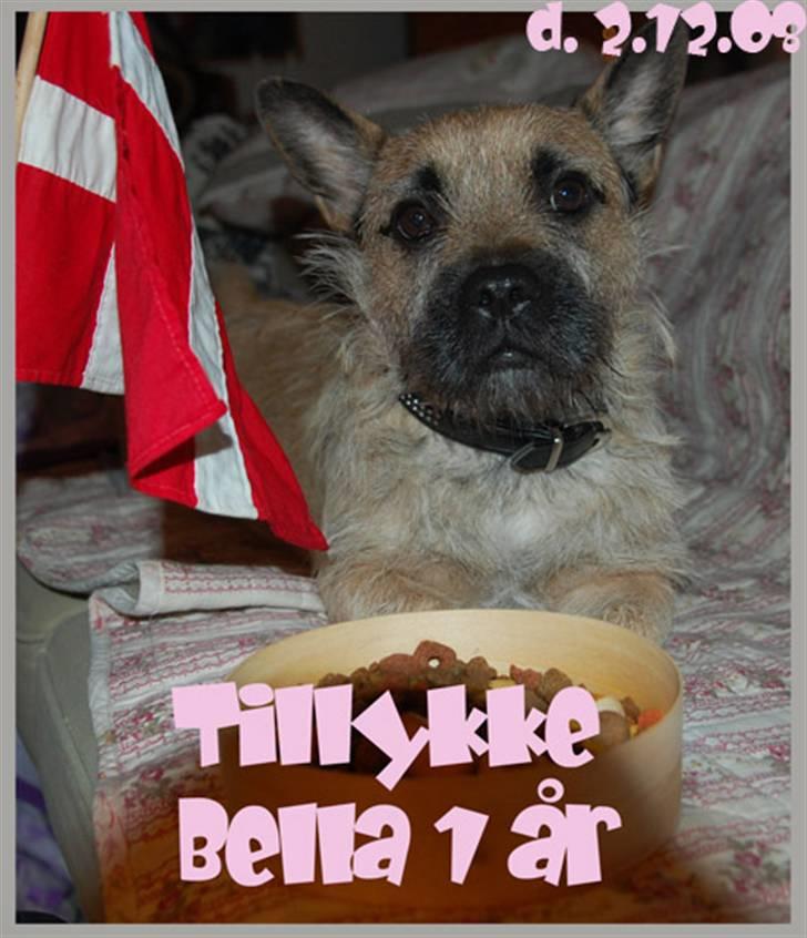 Blanding af racer Bella *FranskbullTerrier* - Da jeg blev 1 år! i 2008 billede 18