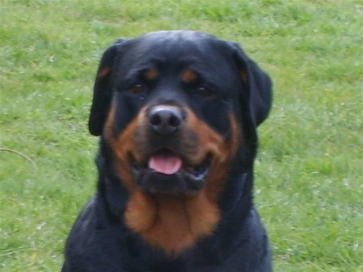 Rottweiler Britannia  - Britannia 2år 8mdr billede 1