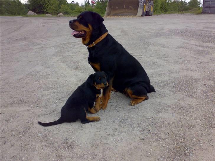 Rottweiler Britannia  billede 2
