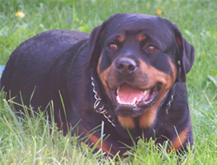 Rottweiler Britannia  - Britannia 2 år billede 4