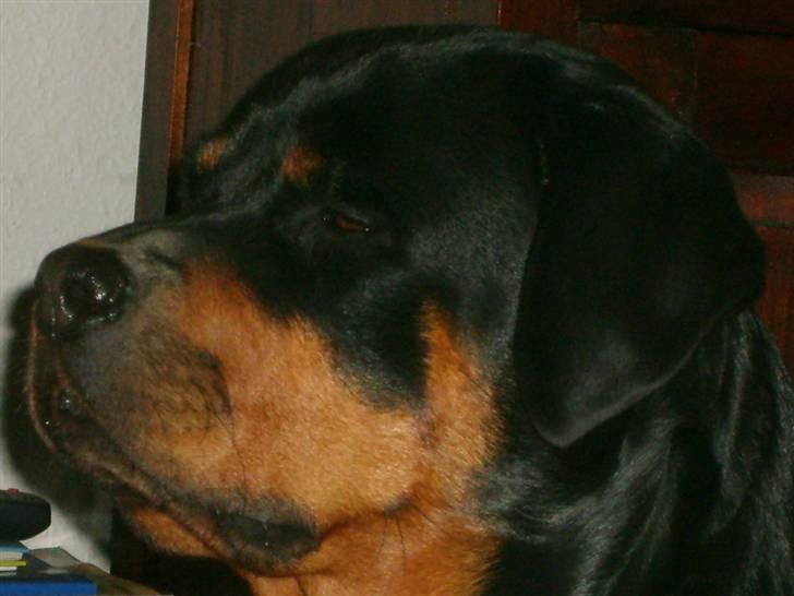 Rottweiler Britannia  - britannia har fået øje på at jeg spise is :-) billede 5