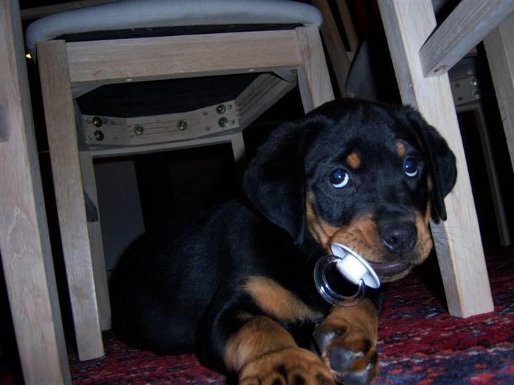 Rottweiler Minna - Nej Minna passer ikke Amanda -hun stjæler bare sutten - er det mon helt ok mor? billede 9