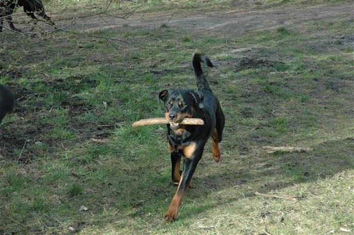 Rottweiler Alfa - Hundeskoven i gullestrup billede 1