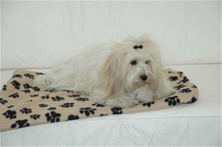 Coton de tulear Petite / Mille billede 1