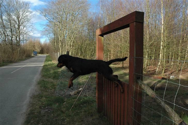 Rottweiler Alfa - Når han ik gider være mere i hundeskoven ? :S billede 2