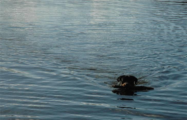 Rottweiler Alfa - En tur i vandet  billede 3
