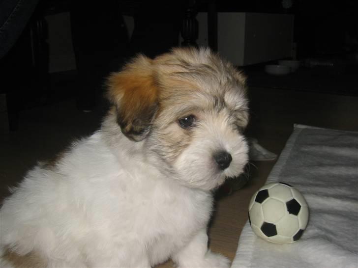 Coton de tulear Petite / Mille billede 2