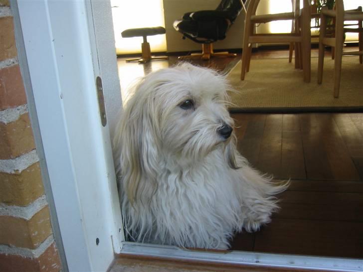 Coton de tulear Petite / Mille billede 3