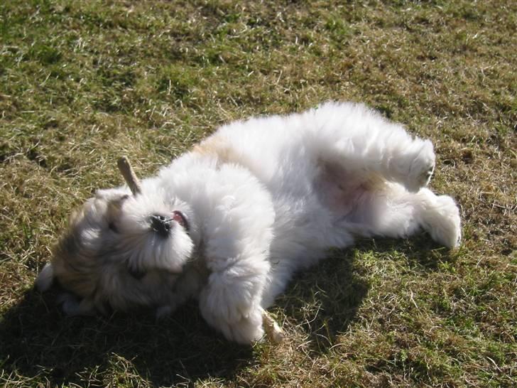 Coton de tulear Petite / Mille billede 4