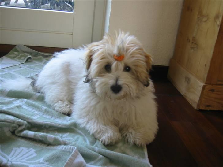 Coton de tulear Petite / Mille billede 5