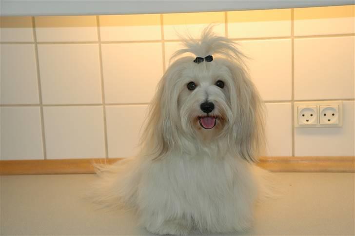 Coton de tulear Petite / Mille billede 6