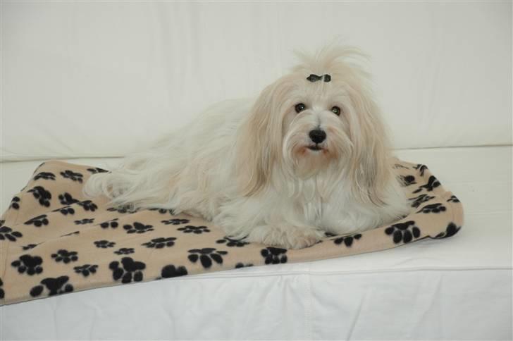 Coton de tulear Petite / Mille billede 7