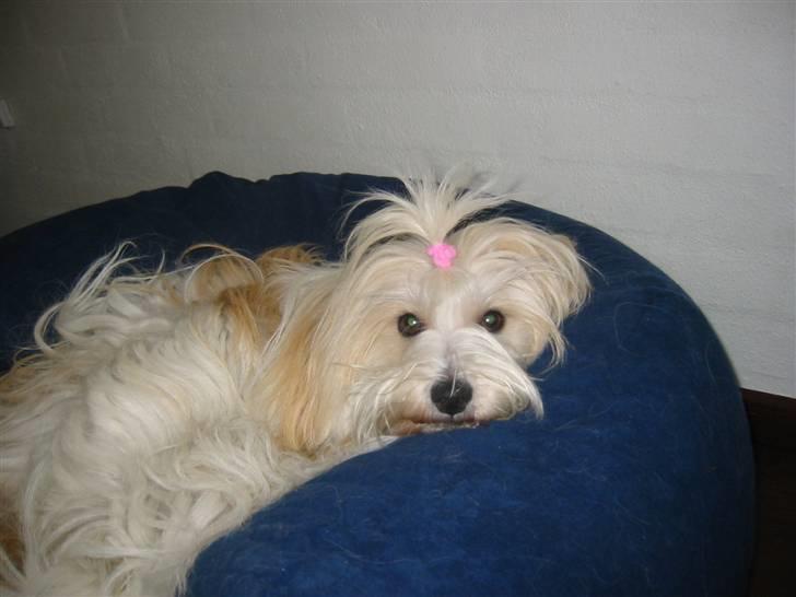 Coton de tulear Petite / Mille billede 8
