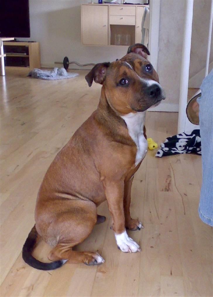 Staffordshire bull terrier Snoop billede 2