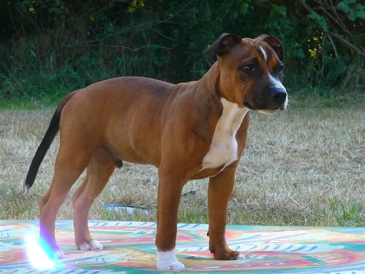 Staffordshire bull terrier Snoop billede 3