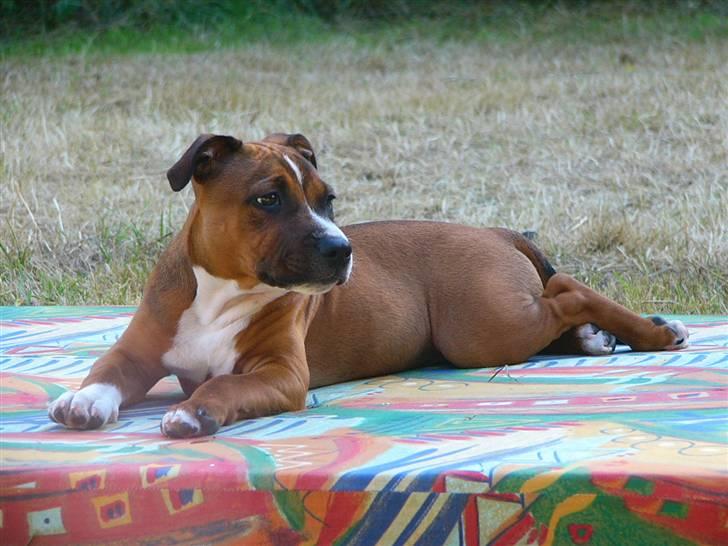 Staffordshire bull terrier Snoop billede 4