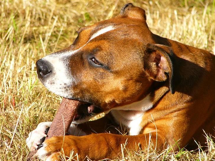 Staffordshire bull terrier Snoop billede 5