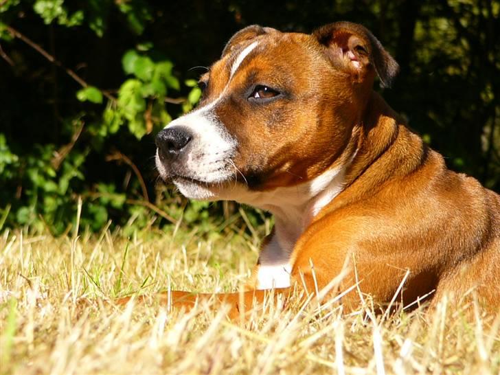 Staffordshire bull terrier Snoop billede 6