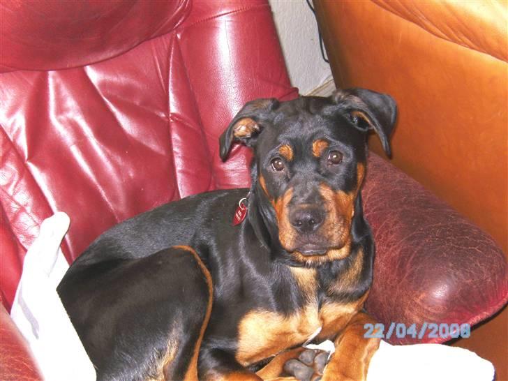 Blanding af racer Fraya R.I.P 26/4-2011 - Fraya der ligger i sin egen stol  billede 10