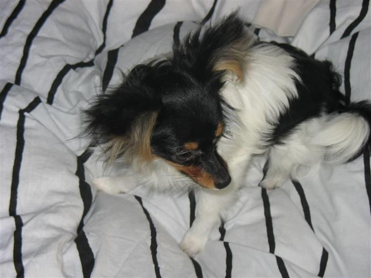 Papillon Chico billede 1