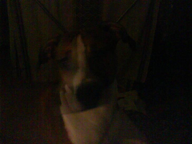 Blanding af racer gina billede 6