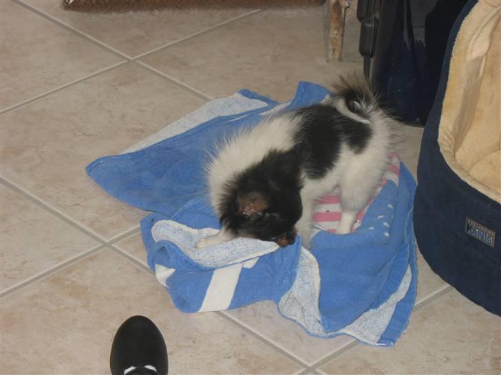Papillon Chico billede 2