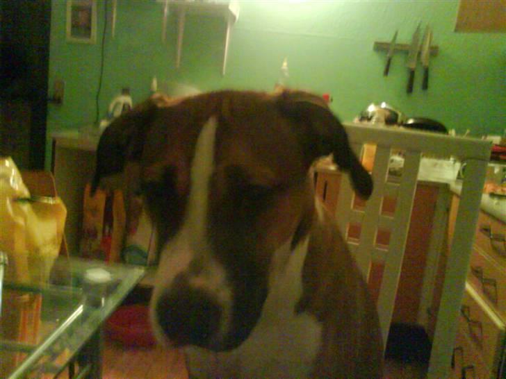 Blanding af racer gina billede 7