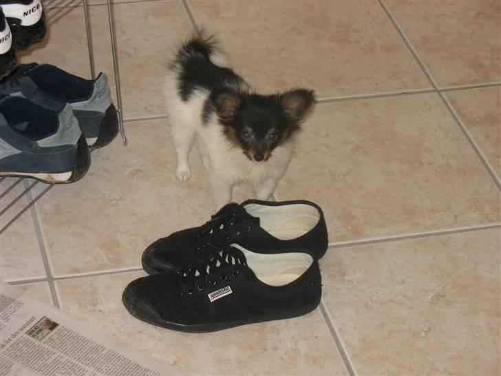 Papillon Chico billede 3